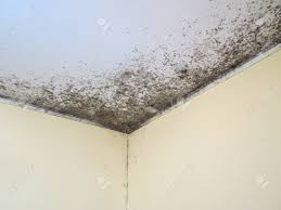 Maybe you would like to learn more about one of these? Black Mold Fungus On A Ceiling In Room Corner Yellow Walls Stock Photo Picture And Royalty Free Image Image 137405677