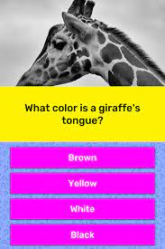Giraffes don't just have black tongues; What Color Is A Giraffe S Tongue Trivia Answers Quizzclub