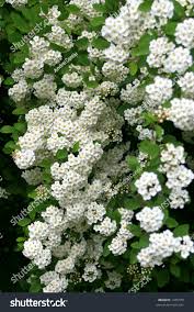 Maybe you would like to learn more about one of these? What Kind Of Bush Has Little White Flowers Hno At