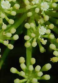 It has been noted by erin hunter that these remedies should never be. African Traditional Medicine South African Perspective Intechopen