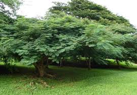 Image result for Colvillea