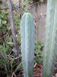 Cacti can be propagated in several ways. Bolivian Torch Cactus Seeds Trichocereus Bridgesii Cactus Kingdom