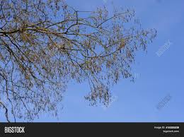 Many common tree diseases do not affect the overall health of the tree and trees can tolerate them. Japanese Pagoda Tree Image Photo Free Trial Bigstock