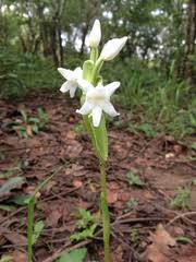 Image result for Satyrium coriophoroides