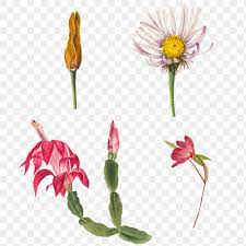 Wild Flowers Png Illustration Set Premium Image By Rawpixel Com Katie Flower Illustration Illustration Flowers