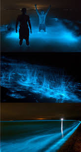 The Glowing Lake Gippsland Lakes In Victoria Australia Glow Travel Experience Bioluminescence Melbourne Travel Australian Travel Travel