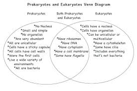 Check spelling or type a new query. 10 7th Grade Cells Ideas Science Cells Teaching Biology Biology Classroom