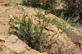 Image result for Turraea floribunda