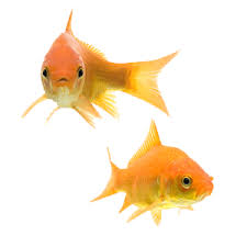 33 Different Types Of Goldfish Breeds Identification Guide