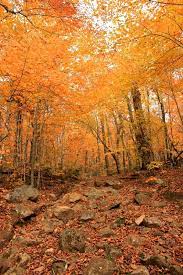 The Best Spots To Take In Maine S Fabulous Fall Foliage Fall Foliage Maine In The Fall Beautiful Places To Travel