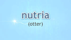 Ideal for beginner to advanced learners. How To Pronounce Otter Nutria In Spanish Youtube