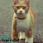 أجمل صور قطط مضحكة 2019 قطط حزينة روعة 5 umorismo sui gatti gatto carta da parati gatti