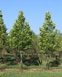 Image result for Platanus