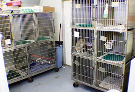 The montgomery humane society prevents cruelty to animals by operating an animal shelter for homeless, abandoned, and unwanted animals; Home Veterinarian In Montgomery Al Animal Hospital Of Montgomery