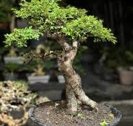 Live Bonsai Tree. Ulmus chinese elm Bonsai Tree. Small Size MSJ008 - Ficus  - Tiger Brek - Japanese maple