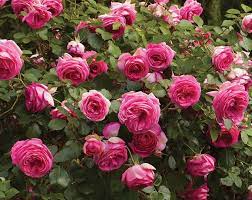 Dee Lish Rose Plant Potted Very Fragrant Hybrid Tea Deep Etsy Planting Roses Hybrid Tea Roses Climbing Roses