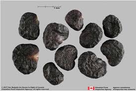 Image result for Datura stramonium