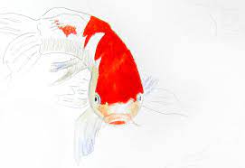 Learn how to draw koi fish pencil pictures using these outlines or print just for coloring. How To Colour Koi Fish With Albrecht Durer Magnus