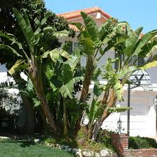 Image result for Strelitzia nicolai