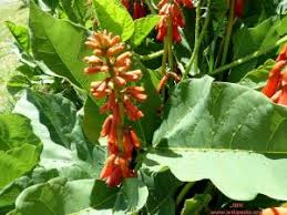 Image result for Erythrina zeyheri