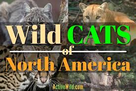 You are probably also familiar with some smaller wildcats such as the lynx, ocelot, and bobcat. Wild Cats Of North America All North American Cats List Pictures Facts