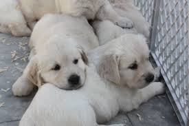 The golden retriever should never be white or have white markings. White Sand Golden Retriever Puppies For Sale English British Type Golden Retriever Puppies Retriever