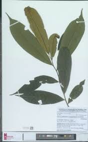 Image result for Hexalobus