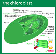 All cells are made by the division of other cells. Chloroplast Wikipedia