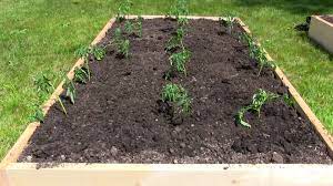 The roots will decompose and aerate the soil. How To Prepare A Raised Bed Garden 8 Steps With Pictures
