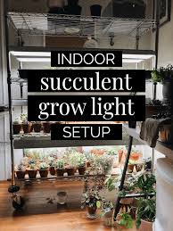 Cactuses in their natural environment actually go dormant in high summer heat, when there's lack of water. Winter Grow Light Setup For Succulents And Indoor Plants Living The Gray Life
