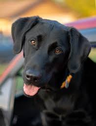 We offer beautiful yellow lab puppies, black labrador puppies from top quality champion bloodlines. Black Labrador Pictures Download Free Images On Unsplash