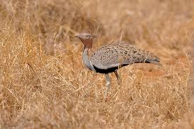 Image result for Burttia prunoides