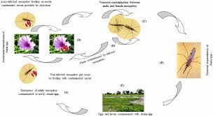 Image result for Kohautia microflora