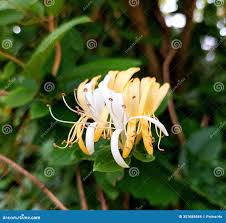 Image result for Caprifoliaceae