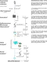 We did not find results for: An Optimised Method For Intact Nuclei Isolation From Diatoms Scientific Reports