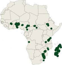 Image result for Breonadia