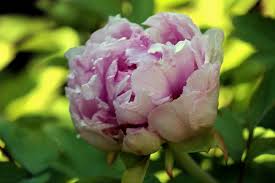 ⬇ töltsön le pünkösdi rózsa stock képeket a legjobb stock fényképészet ügynökségnél ✔ elfogadható árak ✔ kiváló minőségű, prémium, jogdíjmentes stock fotók, képek és fényképek milliói. Punkosdi Rozsa Balla Bela Indafoto Hu