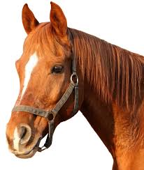 Brown Horse Png Image Download Horse Png Horse Clipart Transparent Horses Horse Background Horse Head