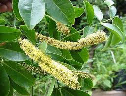 Image result for Entada arenaria