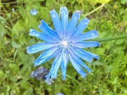 Chicory Pictures Flowers Leaves And Identification Cichorium Intybus Medicinal Plants Native Plants Plants