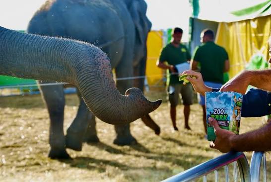 Zoo Park România ajunge în Smârdan: singurul loc din țară unde copiii pot  hrăni un elefant - Viaţa Liberă Galaţi