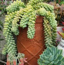 Sedum Donkey S Tail Succulent Succulents Sedum Sandy Soil