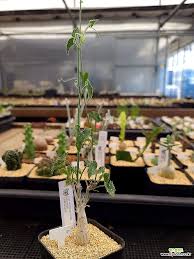 Image result for Corallocarpus bainesii