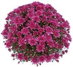 Magnus Violet Belgian Mum Plant Plants With Pink Flowers Chrysanthemum Plant White Flower Farm