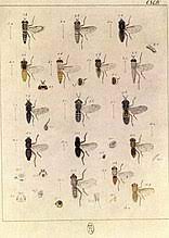 Horse Fly Wikipedia