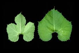 Image result for Kedrostis crassirostrata