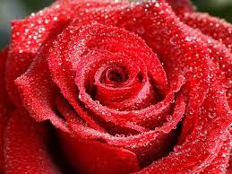 30 Beautiful Flower Pictures Beautyharmonylife Before you get all these beautiful flowers pics. 30 beautiful flower pictures
