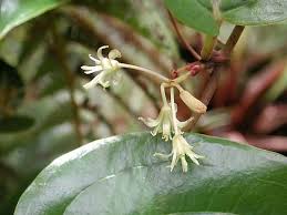 Image result for Smilacaceae