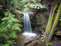 Check spelling or type a new query. Big Basin Redwoods State Park Things To Do In San Francisco