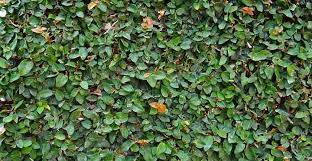 Check spelling or type a new query. The Best Indoor Vine Plants And Climbers With Pictures